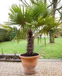 proteger un palmier avec une canisse tout pour le jardin jardin mediterraneen jardin tropical