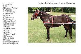 Horse Harness Horses Miniature Horse