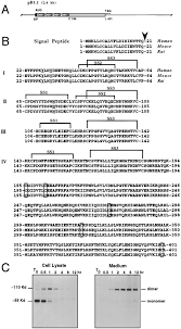 Job description and selection criteria. Osteoprotegerin A Novel Secreted Protein Involved In The Regulation Of Bone Density Cell