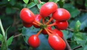 Image result for Psychotria kirkii