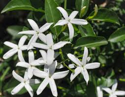 Image result for Jasminum