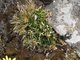 Image result for Sagina abyssinica