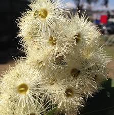 Image result for Eucalyptus torelliana