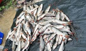 Dalam hubungan suami isteri perlu ada pantang larang agar kehidupan yang dilalui bersama dipenuhi dengan kegembiraan dan bukan tangisan serta 5. Wacana Isteri Hamil Suami Cuti Memancing Umpan