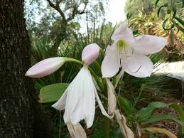 Image result for Crinum moorei