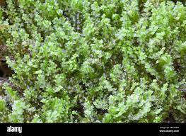 Image result for Limnophyton obtusifolium