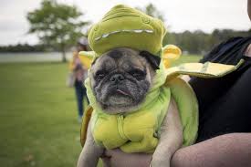 Pugoween Is An Annual Event For The Wollongong Pugs Where They Organise A Morning Of Fun To Raise Money For Pug Rescue Groups This Yea Pug Rescue Pugs Pug Art