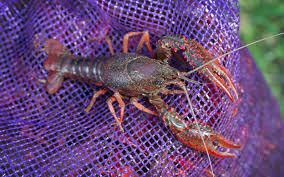 Bluegill, crappie, sunfish, and perch. How We Ship Our Crawfish Acadia Crawfish Louisiana