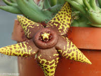 Image result for Orbea umbracula