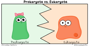 All cells share some of the same structures and basic functions, but cells also vary. Top 30 Eukaryotic Cell Gifs Find The Best Gif On Gfycat