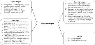 Check spelling or type a new query. Peta Pikiran Tentang Indra Pendengaran Manusia Osnipa