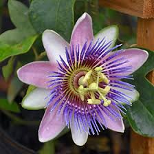Image result for Passiflora