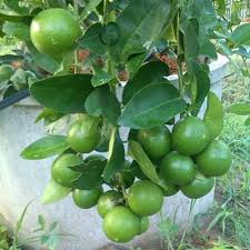 I'm sitting here in a boring room it's just another rainy sunday afternoon i'm wasting my time, i got nothing to do i'm hanging around, i'm waiting for you but nothing ever happens and i wonder. Green Lemon Plant At Rs 20 Plant Sweet Lemon Plant Id 16976397288