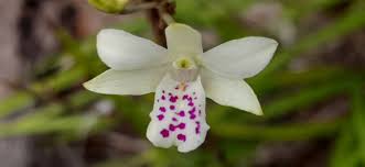 Image result for Polystachya zambesiaca