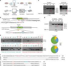 Cpf1 (ascpf1) or lachnospiraceae bacterium cpf1 (lbcpf1) that recognizes. Small Molecules Promote Crispr Cpf1 Mediated Genome Editing In Human Pluripotent Stem Cells Nature Communications