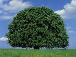 Pin By B B Barns On Trees 1 Beech Tree Tree Beautiful Tree