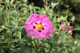 Mar 20, 2020 · next, plant your flowers in a spot with plenty of access to sunlight. I Can T Believe This Is A Real Flower It Looks Just Like Tissue Paper Pink Paper Real Flowers Pink