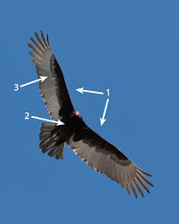 Two immature bald eagles, one on the left retains mostly juvenile. Bald Eagle Id Maryland Bird Conservation Partnership