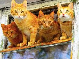Kediler Saskin Guzel Kediler Kedi Sevimli Kediler