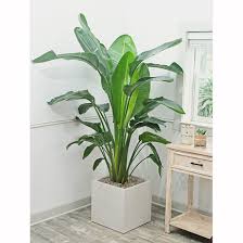 We did not find results for: White Bird Of Paradise Tropical Plants For Indoors Plantz Online Store