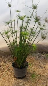 Image result for Cyperus haspan