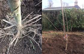 Planting a new tree where a tree was removed can be done if the old tree, including the roots, is completely eliminated from the old location. How To Plant A Plum Tree Step By Step With Photos