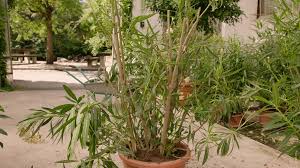 Der richtige zeitpunkt für den oleanderschnitt schneiden sie den oleander (nerium oleander) entweder im spätsommer oder im frühen herbst, kurz bevor sie ihn in seinem winterquartier unterbringen,. Tipps Fur Die Blutenpracht Sommerpflege Bei Oleander Querbeet Br Fernsehen Fernsehen Br De