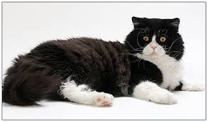 British Longhair Cat Black With White Cats Feline Tabby