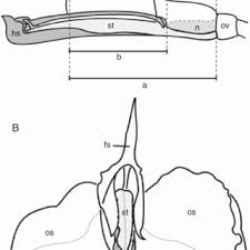 Image result for Hypselodelphys scandens