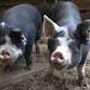 Raising Pigs on Small Acreage