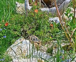 Pflanzen Fur Schildkrotengehege Landschildkroten Im Hunsruck Schildkrotengehege Schildkrote Gehege Landschildkroten