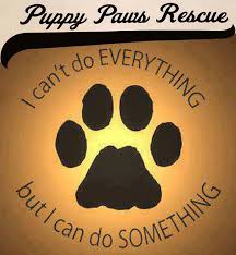 Text 70085 and message paws followed by 1, 2, 3, 5 or 10 to donate. Puppypawsrescue