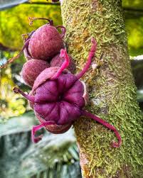 Image result for Hunteria myriantha