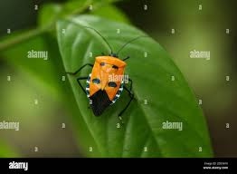Kamemushi hi-res stock photography and images - Alamy