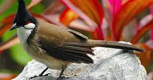 Maybe you would like to learn more about one of these? Harga Burung Kutilang Terbaru Agustus 2020
