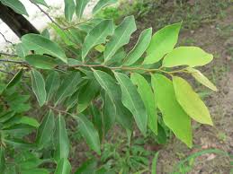 Image result for Xylopia odoratissima