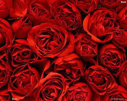 See more ideas about wallpaper, cute wallpapers, iphone wallpaper. 50 Red Rose Images Wallpaper On Wallpapersafari