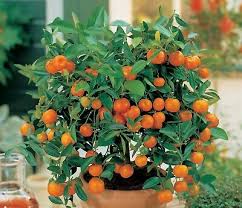 When do mandarin trees fruit. 10 Edible Fruit Mandarin Bonsai Tree Seeds Citrus Bonsai Mandarin Orange Seeds Ebay