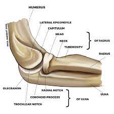 There is one muscle involved in extension, the triceps brachii muscle. Mr Paul Jarrett Elbow Anatomy Murdoch Orthopaedic Clinic