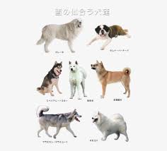 Use these images to quickly print coloring pages. Mine Dogs Pups Transparent Doge Canadian Eskimo Dog Transparent Png 500x709 Free Download On Nicepng