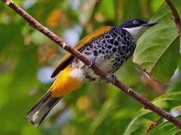 Image result for Bulbostylis scabricaulis