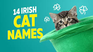 You may also rate the cat names that you like dislike most. 14 Irish Cat Names Youtube