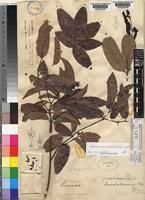 Image result for Landolphia kirkii