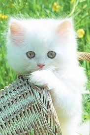 The beautiful brown little kitten with dog, sit on white background , isolated, closeup muzzle. Little White Kitty Cutie Cute Kitten White Kitten Cat Smirk Kittens Cutest Cats Cute Animals
