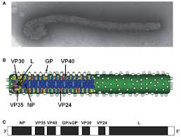 In addition, exposure to an infected human is high risk factor. Frontiers Filovirus Tropism Cellular Molecules For Viral Entry Microbiology