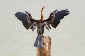 The anhinga is an aquatic bird that commonly lives in coastal waterways. Anhinga Images Free Vectors Stock Photos Psd