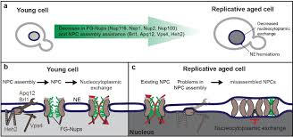 Age Dependent Deterioration Of Nuclear Pore Assembly In Mitotic Cells Decreases Transport Dynamics Elife Cell Pore Transportation