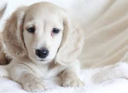 Hi, my name is contessa, but you can call me connie! About English Cream Dachshunds