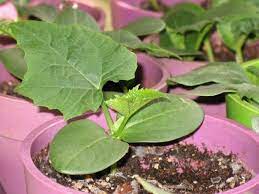 Como Cultivar Luffa Para Hacer Tu Propia Esponja Vegetal En Casa Bioguia Esponja Vegetal Cultivar Esparragos Jardineria Y Plantas