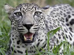 A need for urgent action to save arabian leopards from extinction. Oman Struggles To Save Arabia S Last Leopards Oman Gulf News